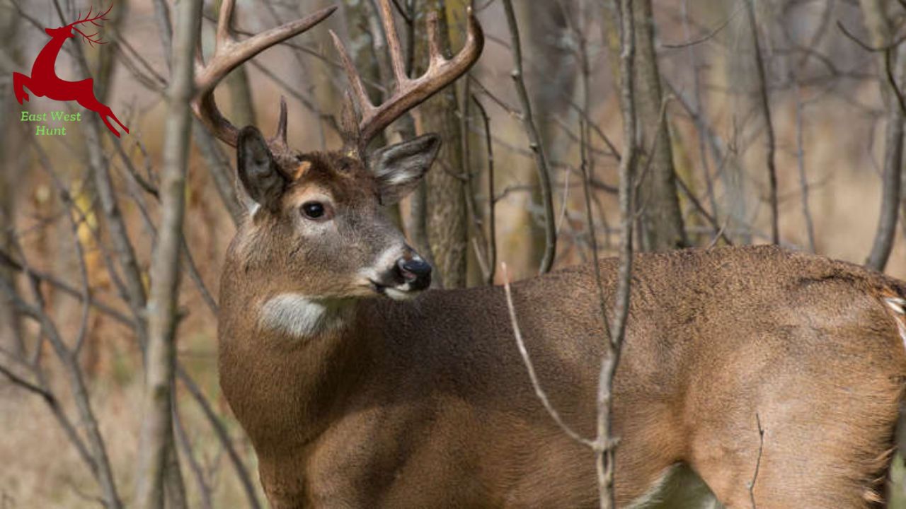 Deer Hunting Made Easy: Expert Tips on Where to Aim for the Perfect Shot