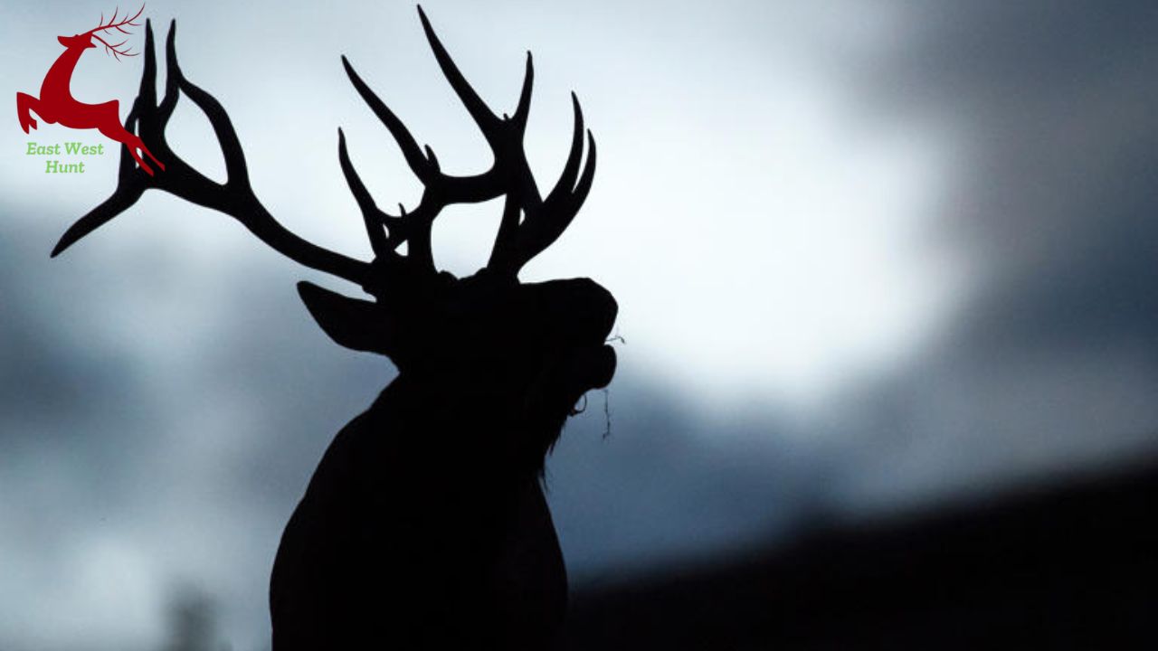 How to Call Elk: Advanced Advice and Strategies