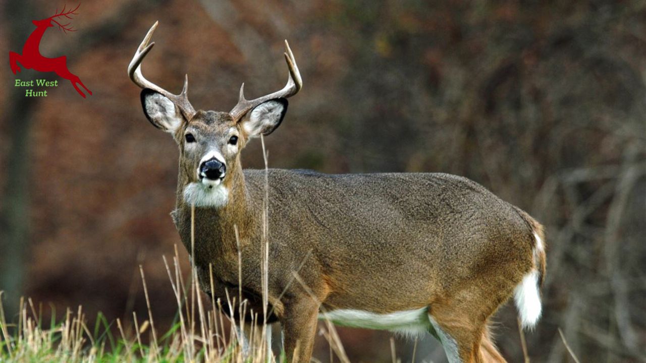 It's time to hunt for shed deer antlers.