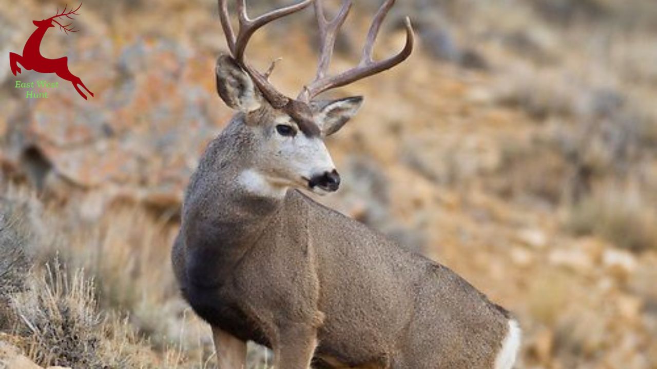 2025 Hunting Forecast: Mule Deer Populations and Trends