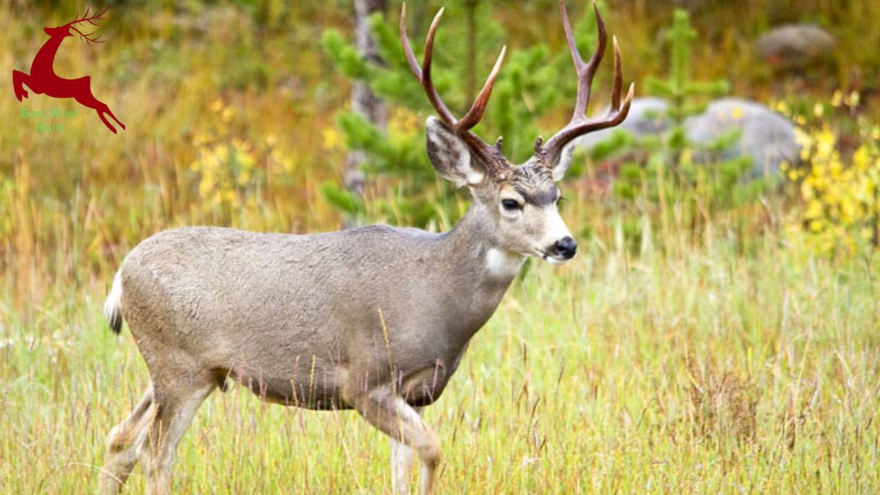 Mule Deer Hunting Tips