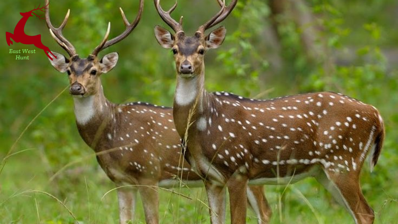 Fallow Deer Species in North America: How They Got Here