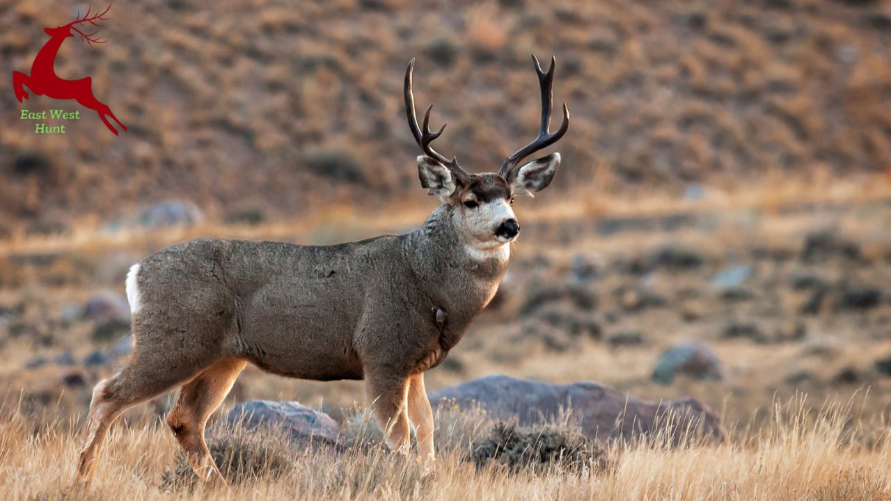 Top 6 Mule Deer Hunting Tips