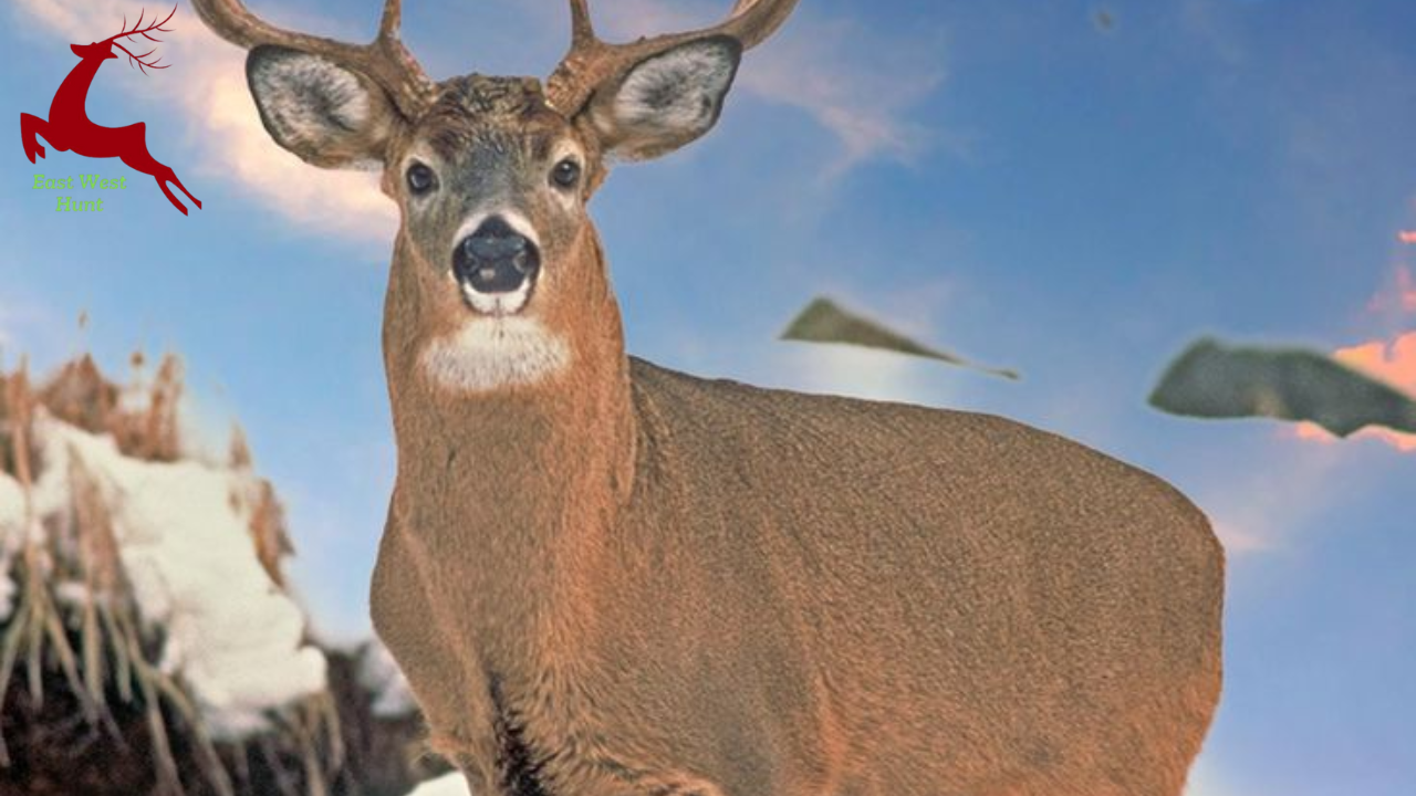 Why are Key deer endangered?