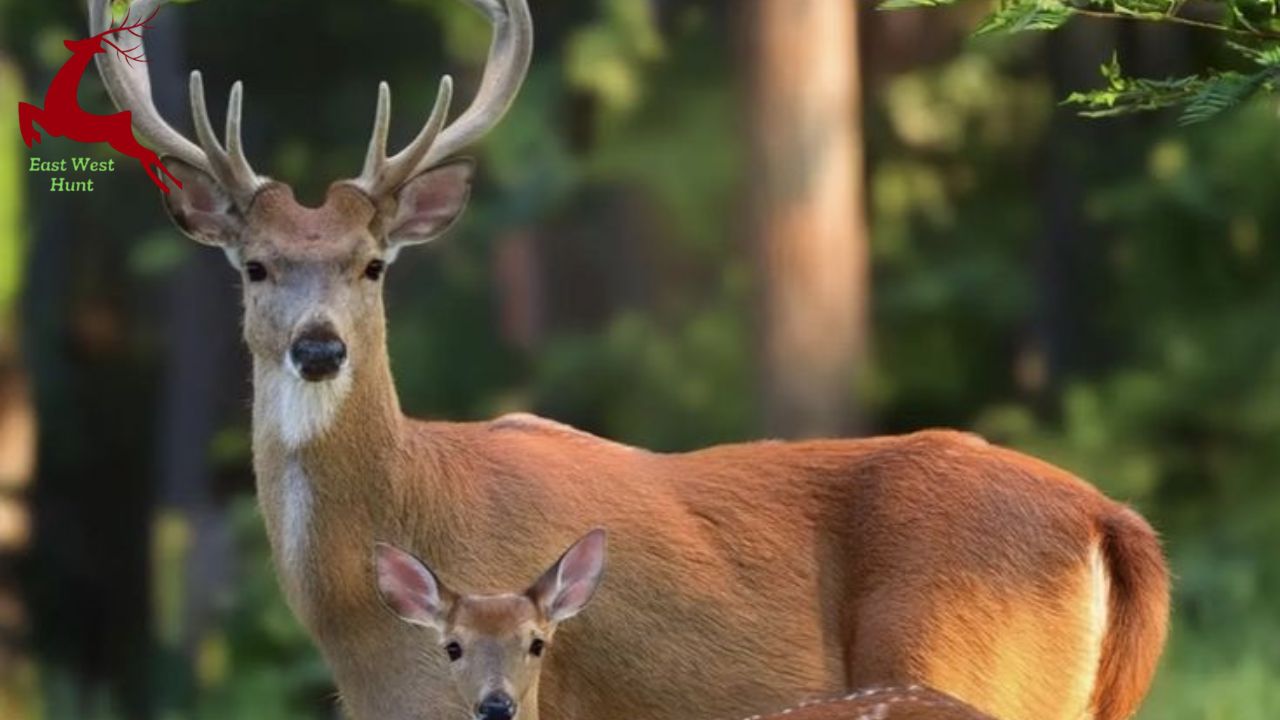 10 Amazing Ways To Encourage Deer To Visit Your Yard