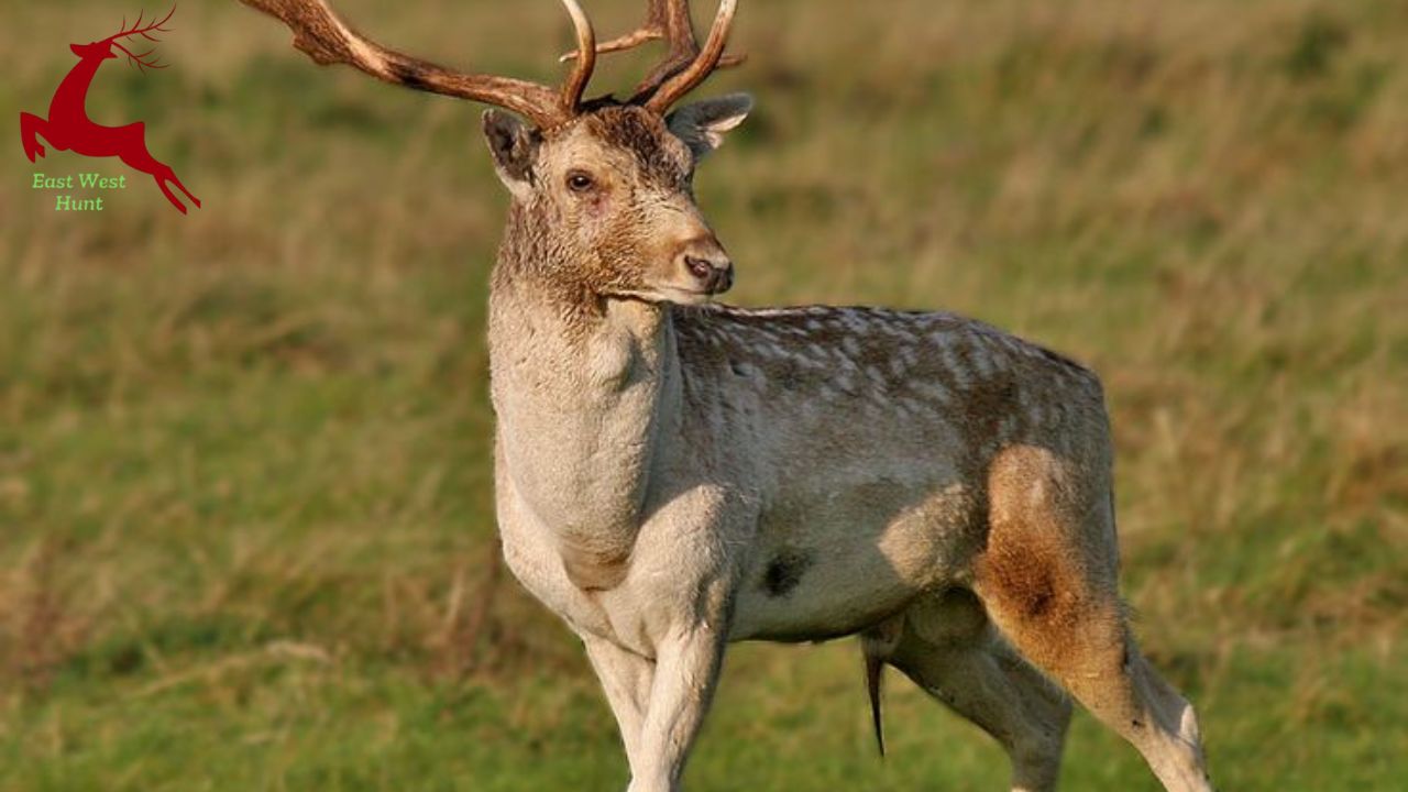 Why Dama Deer Are Some of the Most Resilient Animals