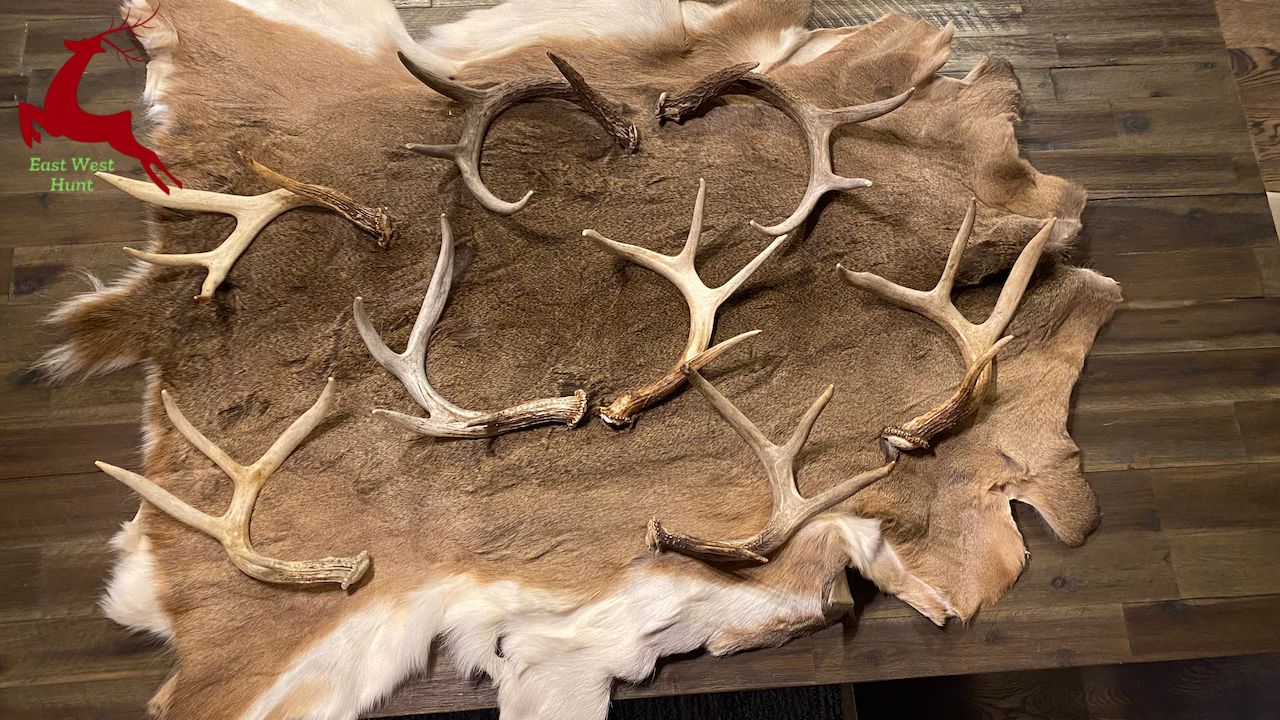 Many times, deer lose their antlers in the forest; here's how to find them.