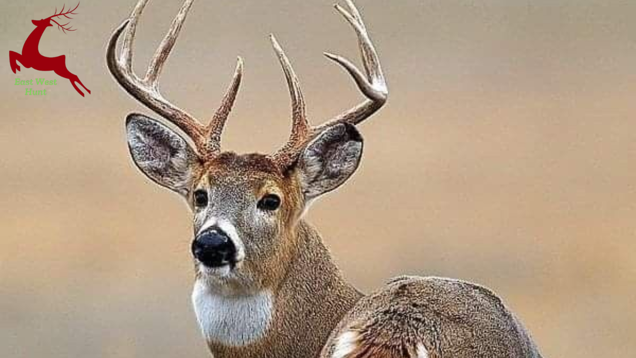 Deer Vs Elk Hunting Guide: Key Differences Every Hunter Must Know