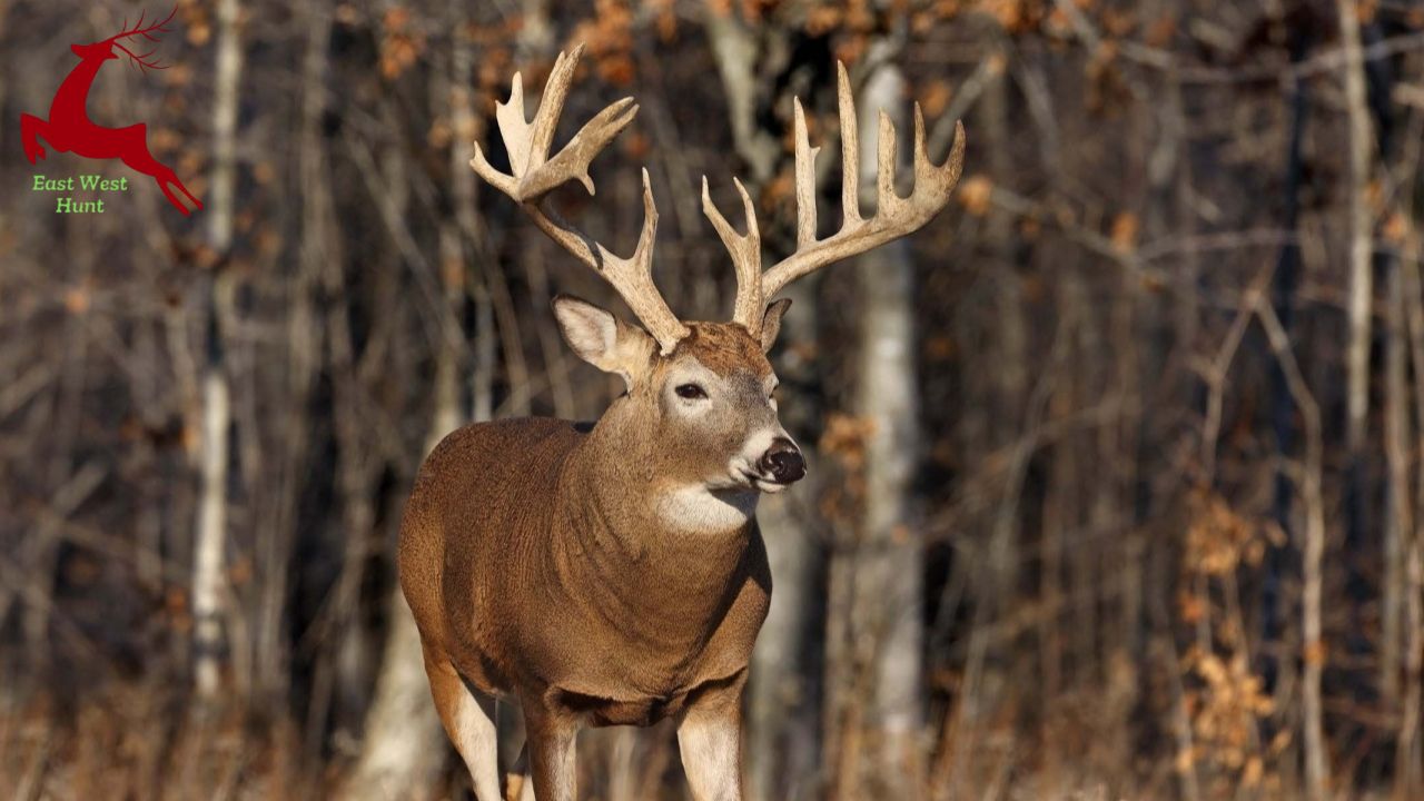 Locating a reasonably priced deer hunting lease