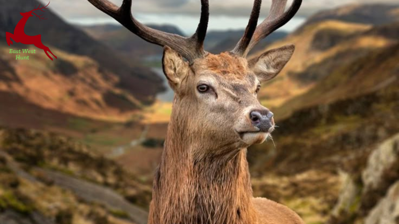 From Antlers to Hooves: The Fascinating World of Red Deer