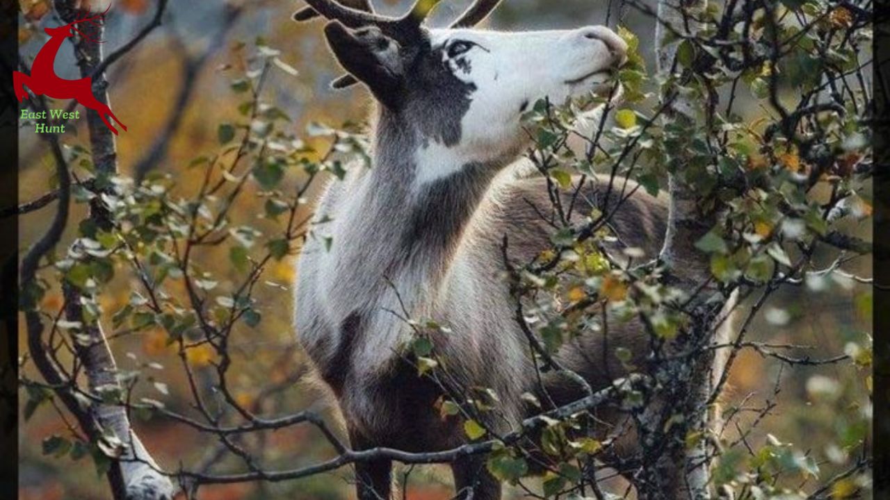 Piebald Whitetail Deer: Rare and Beautiful