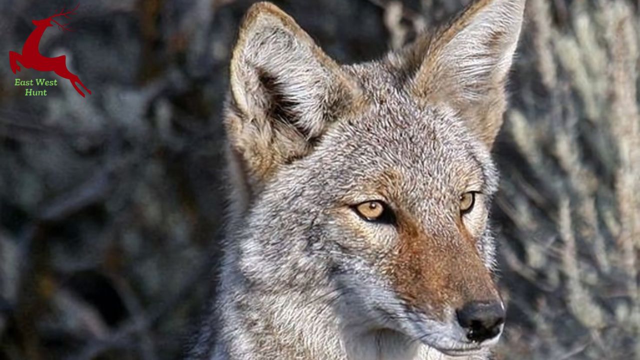 The Ultimate Coyote Hunting Guide 2025