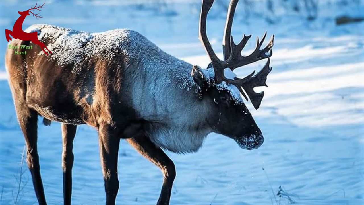 Reindeer 2025: The Ethics of Genetic Modification in Arctic Wildlife