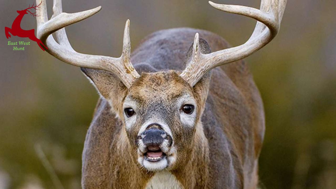 2025 Whitetail Rut