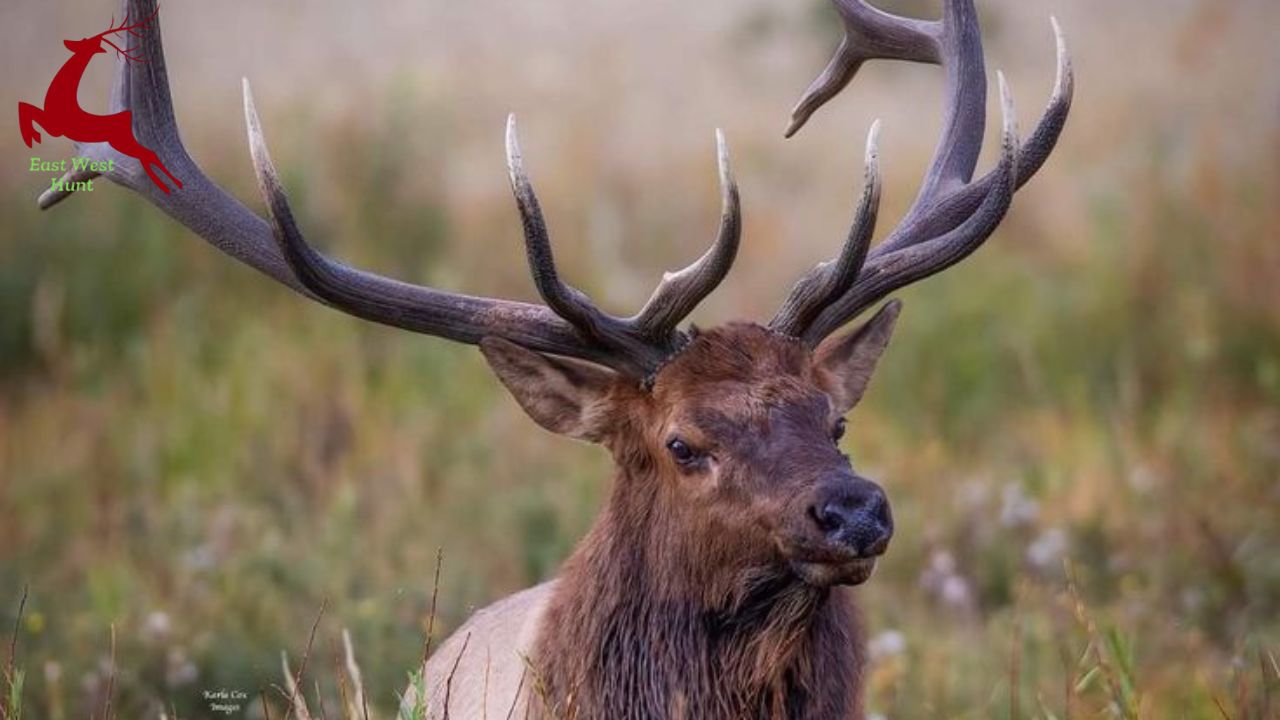 How to Hunt a Mule Deer in 2025?