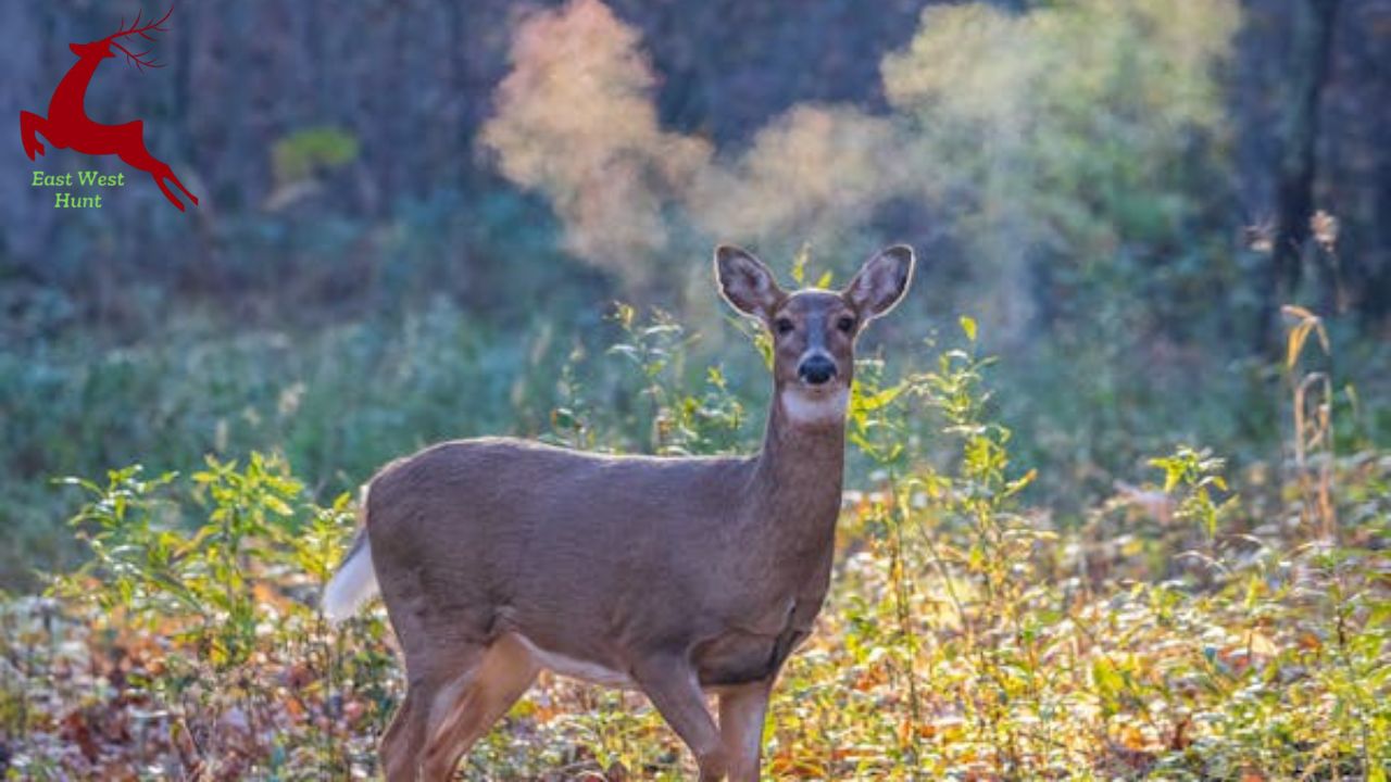 How to hunt a whitetail deer 2025?