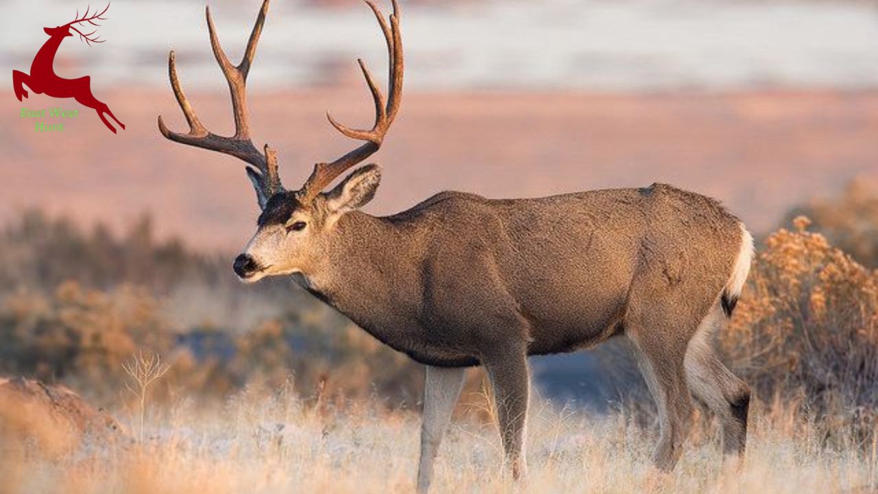 Where to Hunt Mule Deer in 2025?