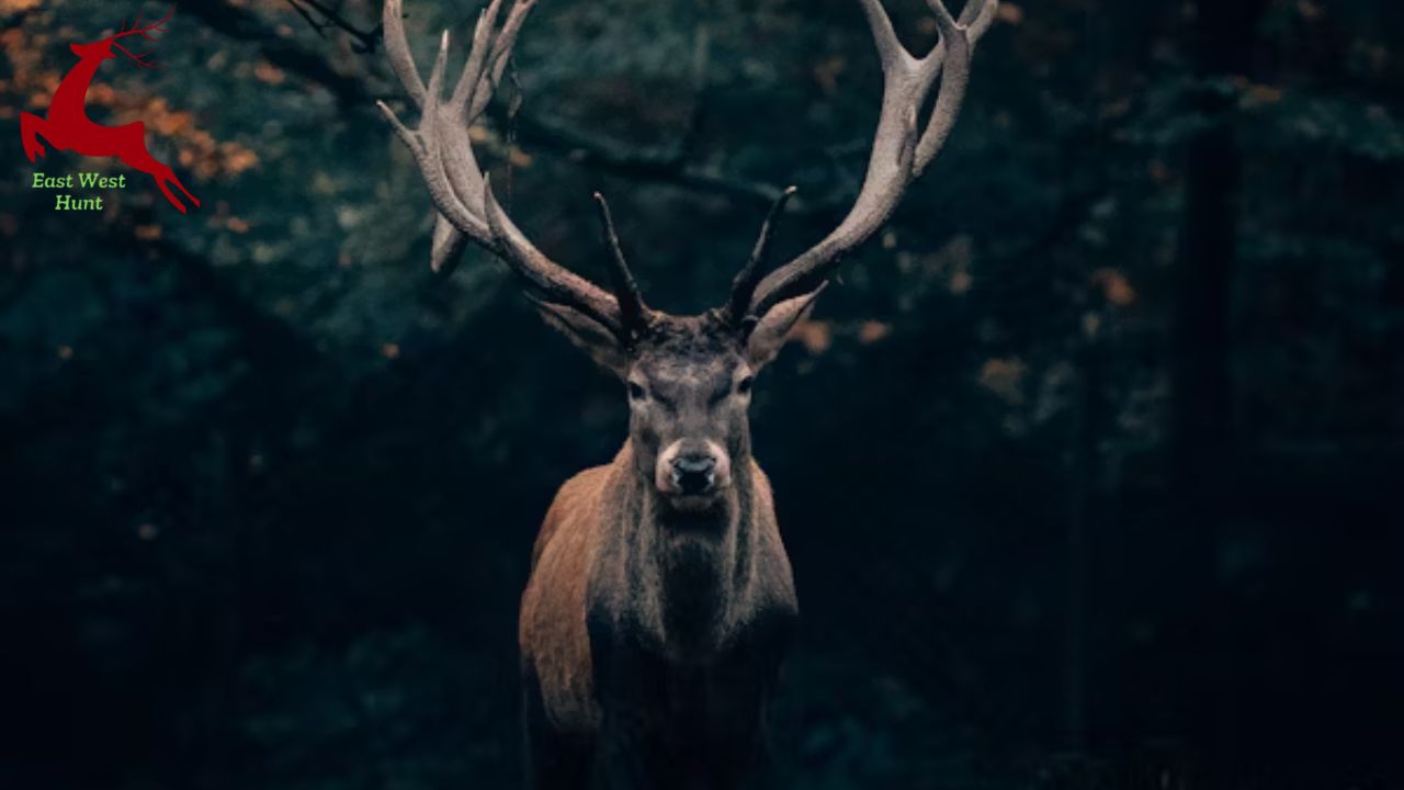 Zombie deer found in Ohio hunting season