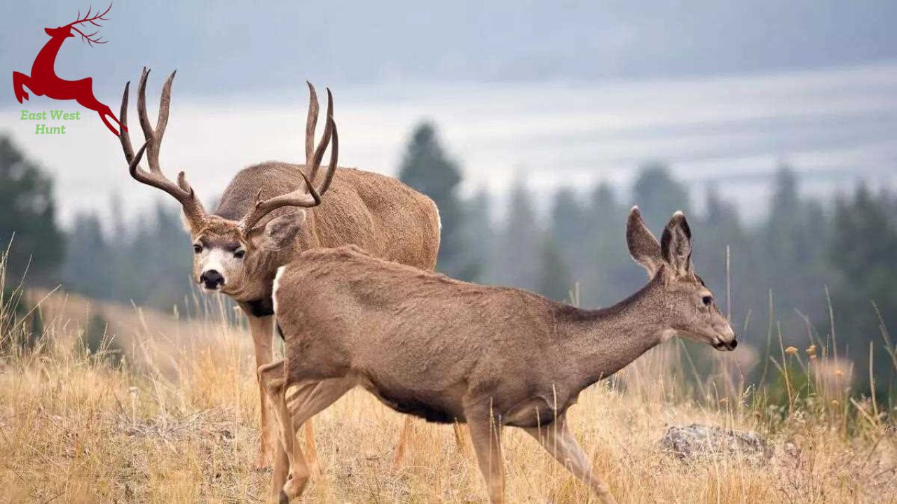 Mule Deer