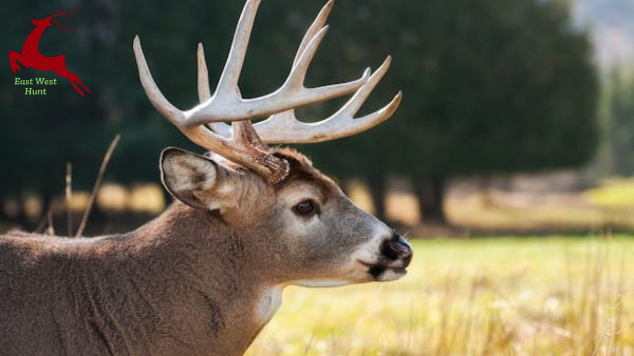 6 Reasons Maine is the Greatest State for Deer Hunting