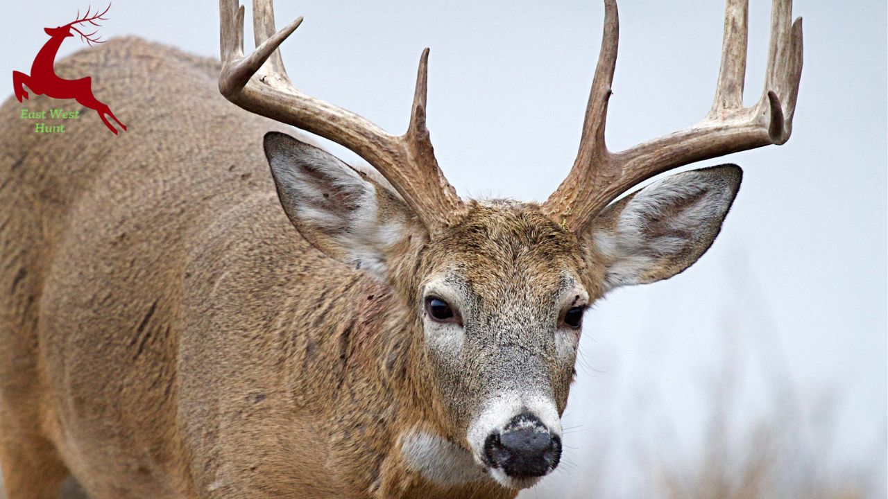 When do whitetail bucks shed their antlers