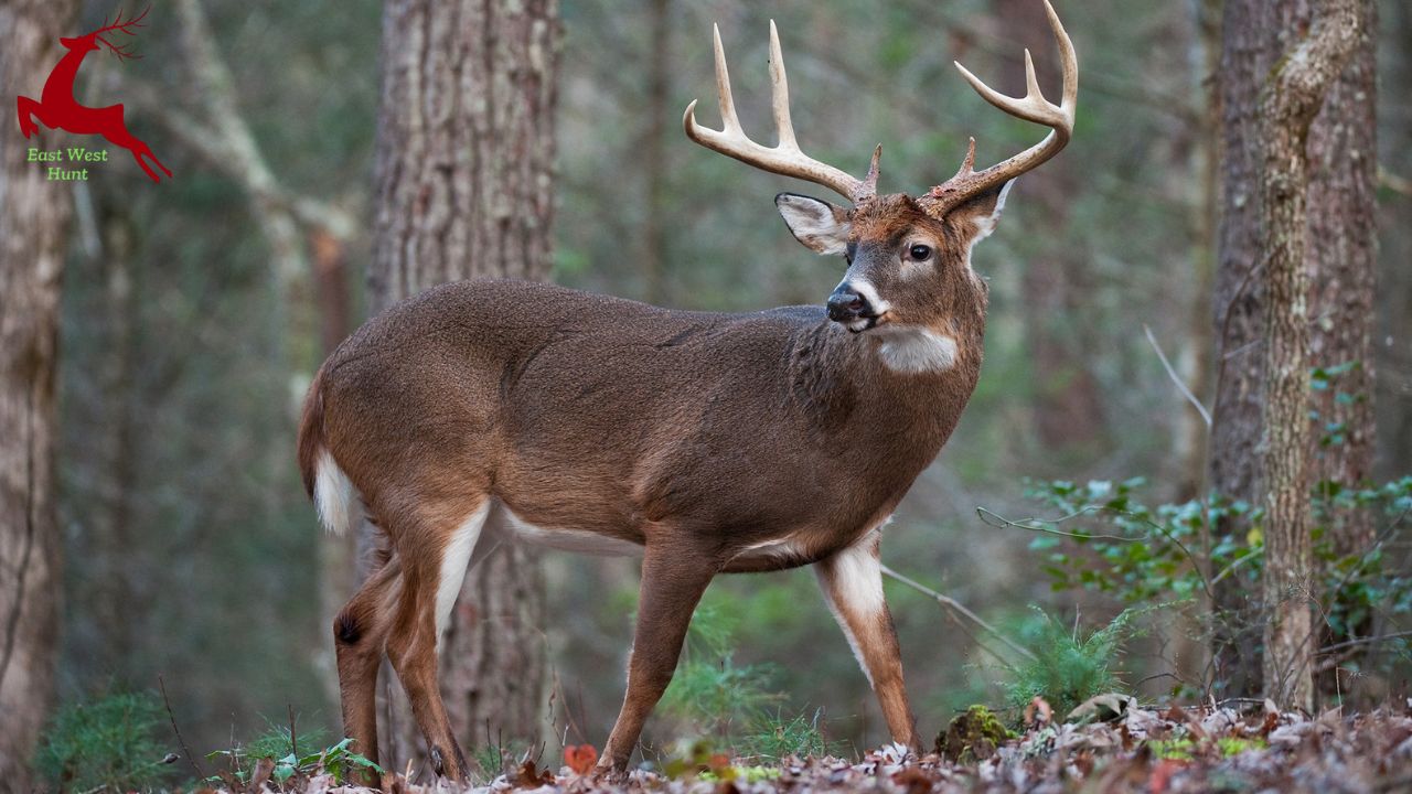 7 Interesting Facts About White-Tailed Deer