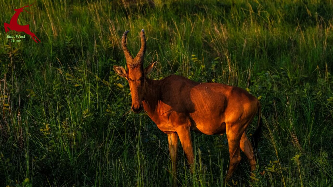 The Marsh Deer: Wandering Wetlands of South America