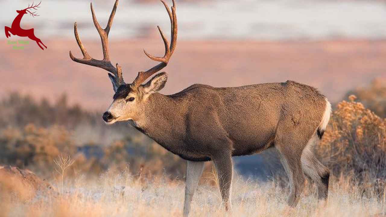 difference between elk and deer