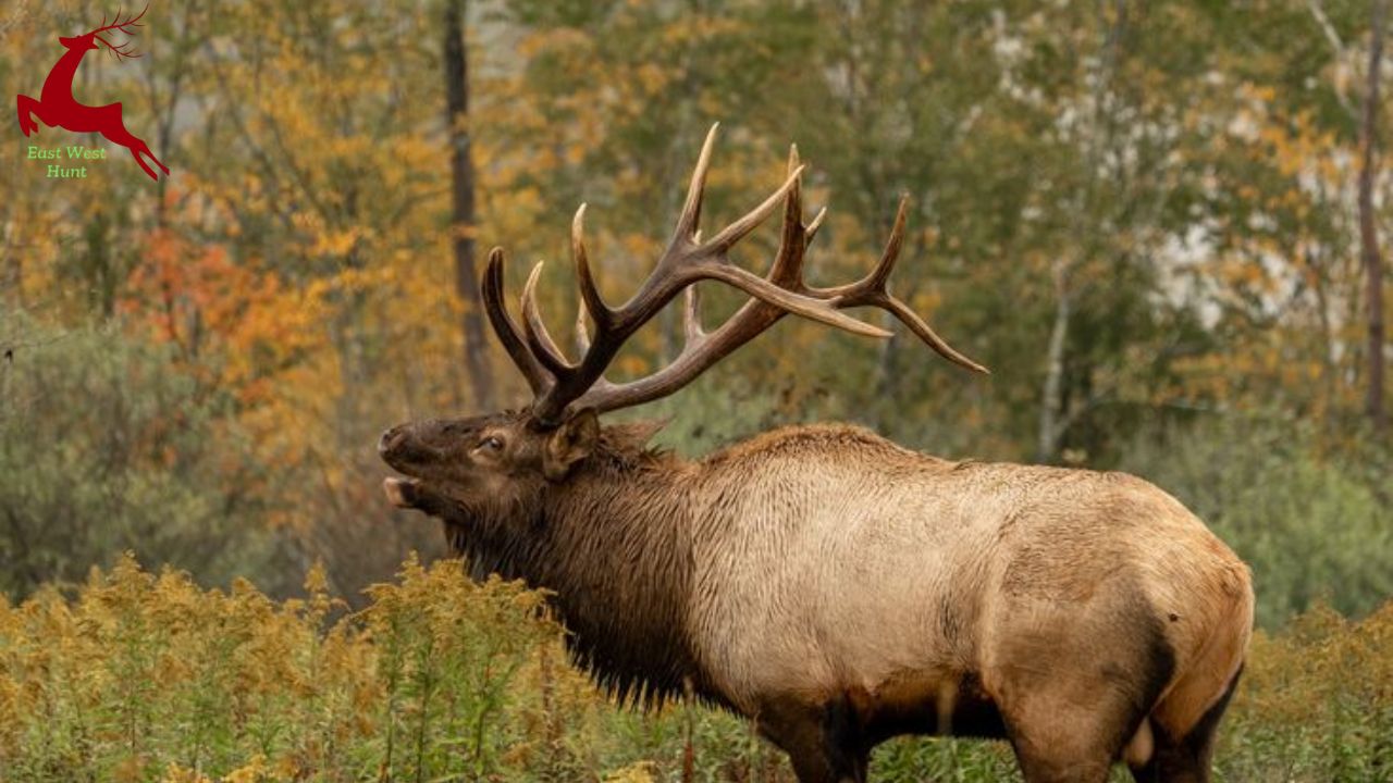 Sambar Deer St Vincent