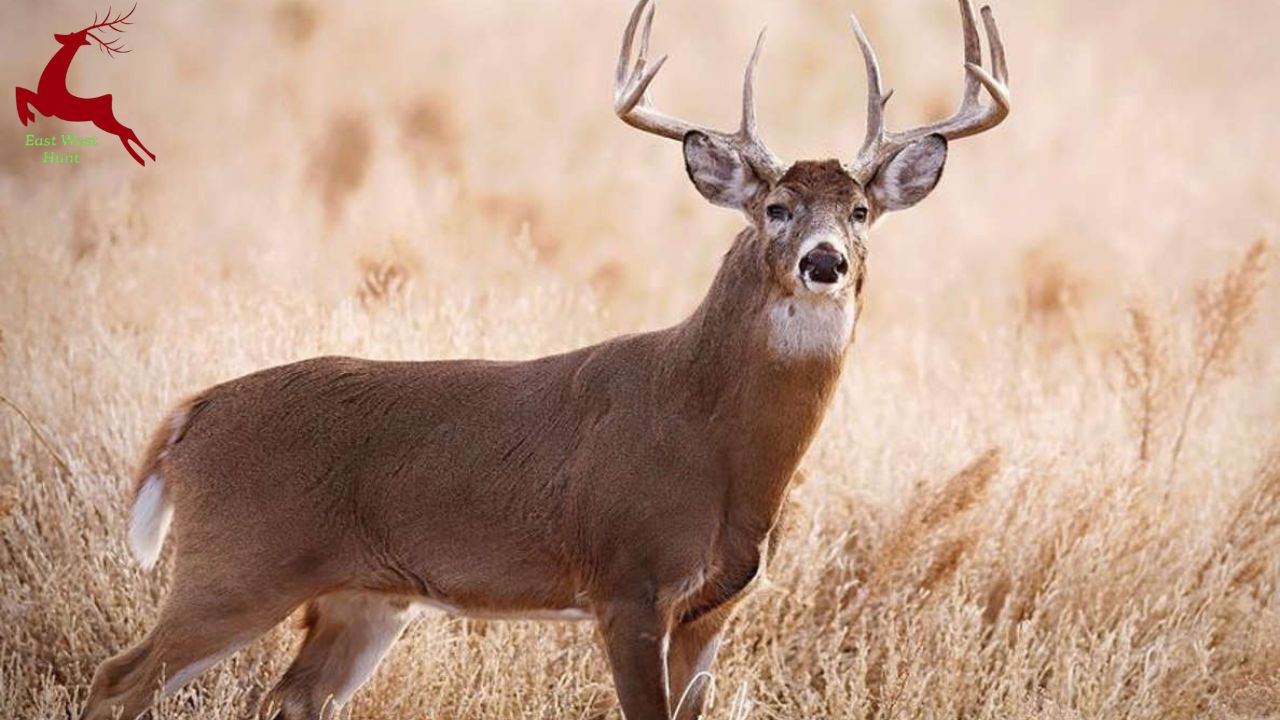 9 Things To Anticipate When You See A Whitetail Deer