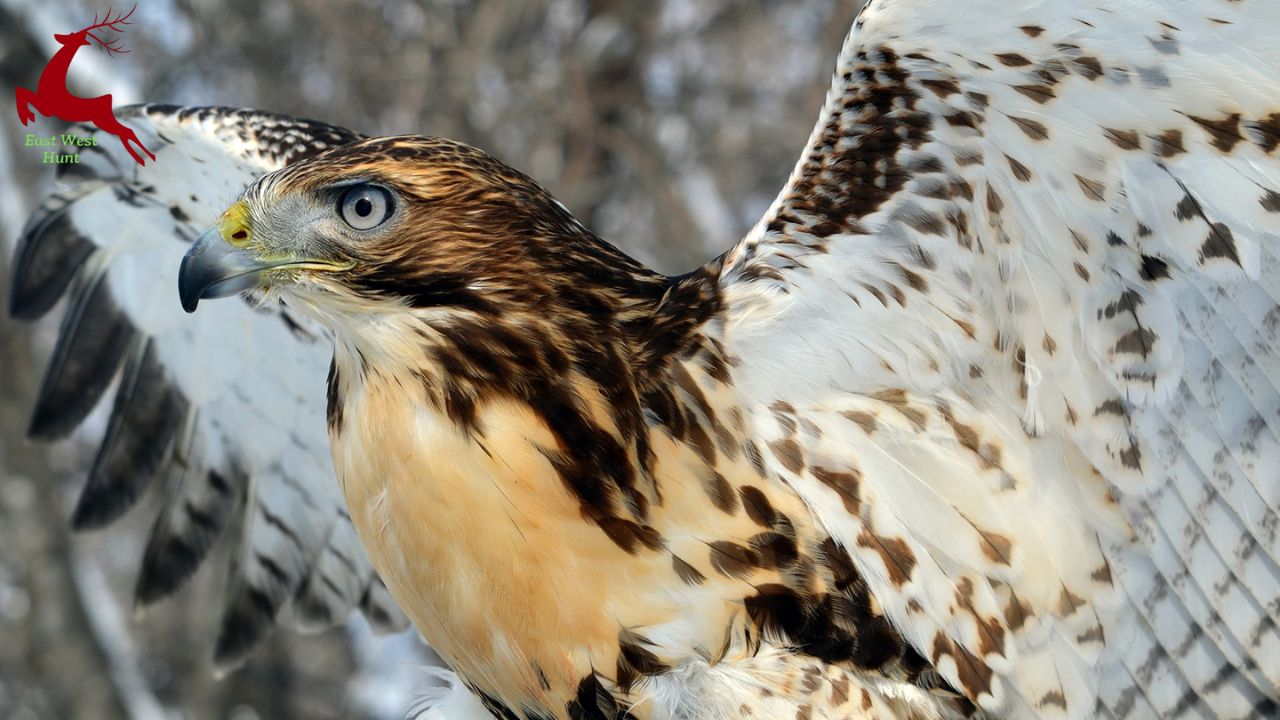 Red Tailed Hawk a Hunter’s Greatest Muse