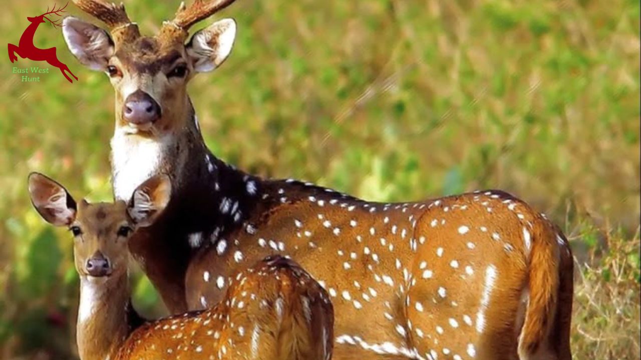 Fallow Deer