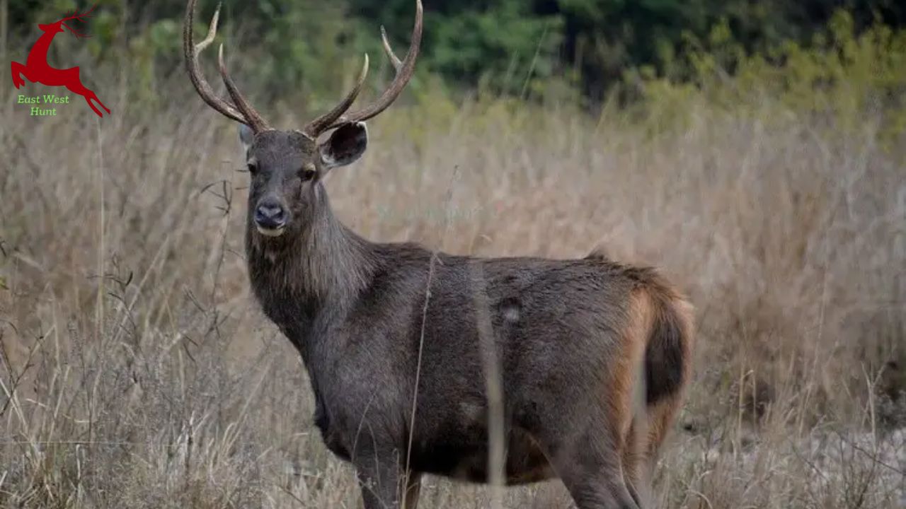 Sambar Deer Florida