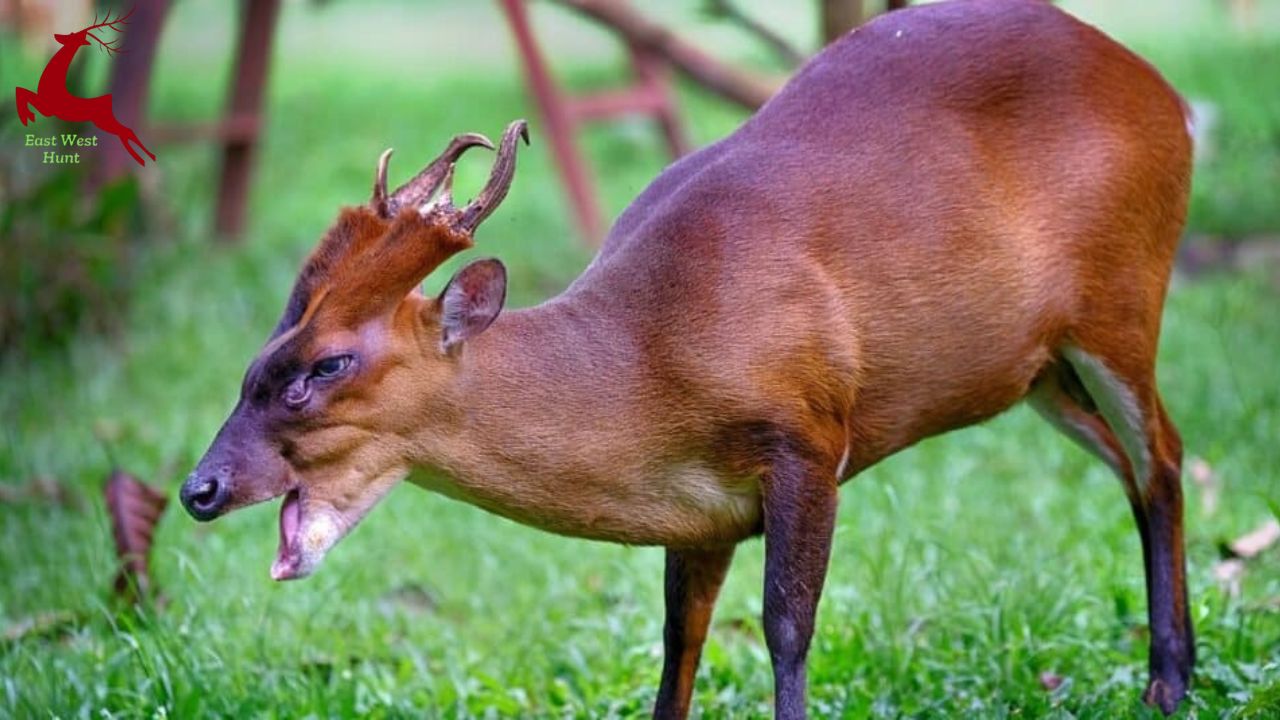 Muntjac Deer