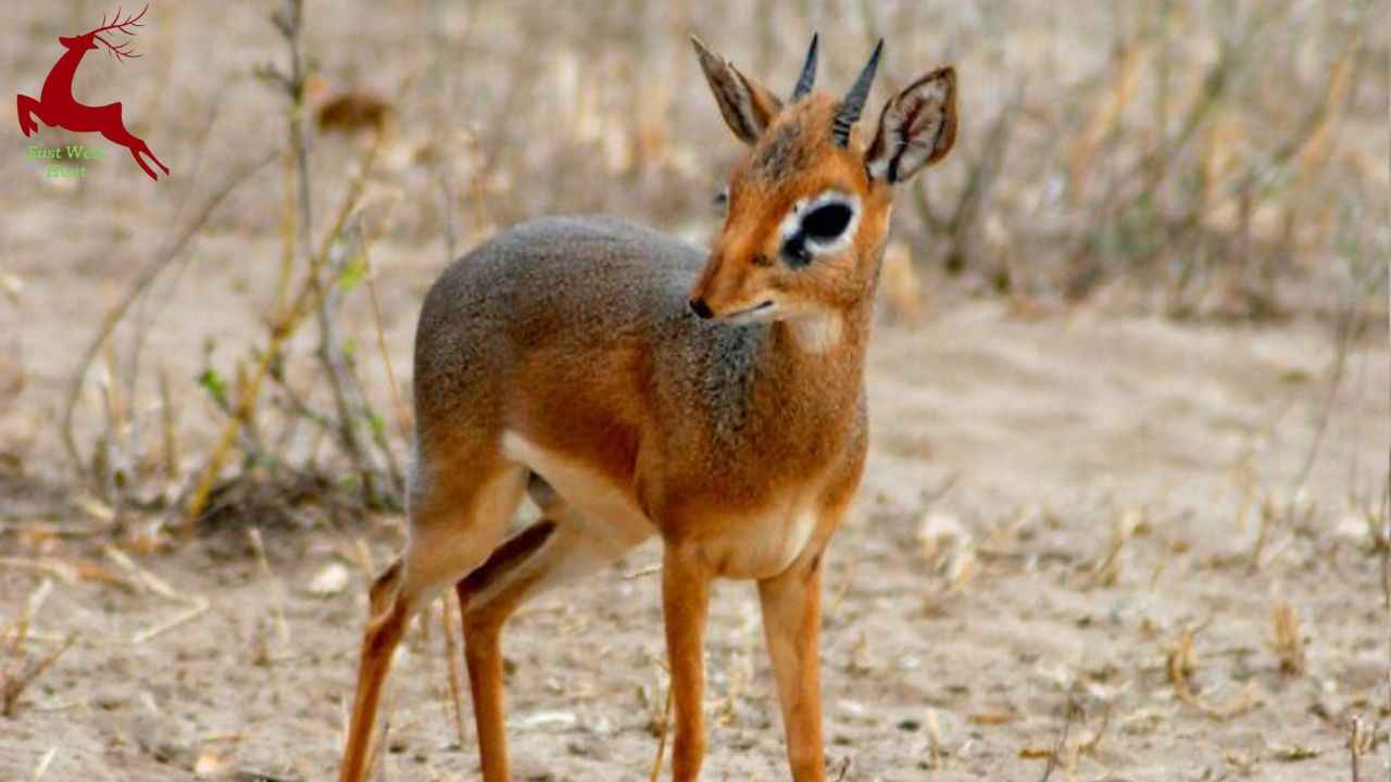 mouse deer