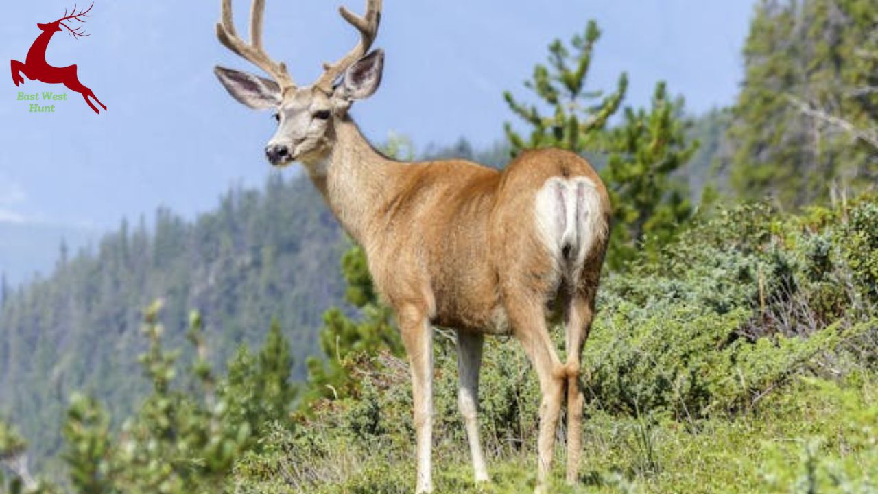 9 Prime Bedding Areas to Catch Mule Deer