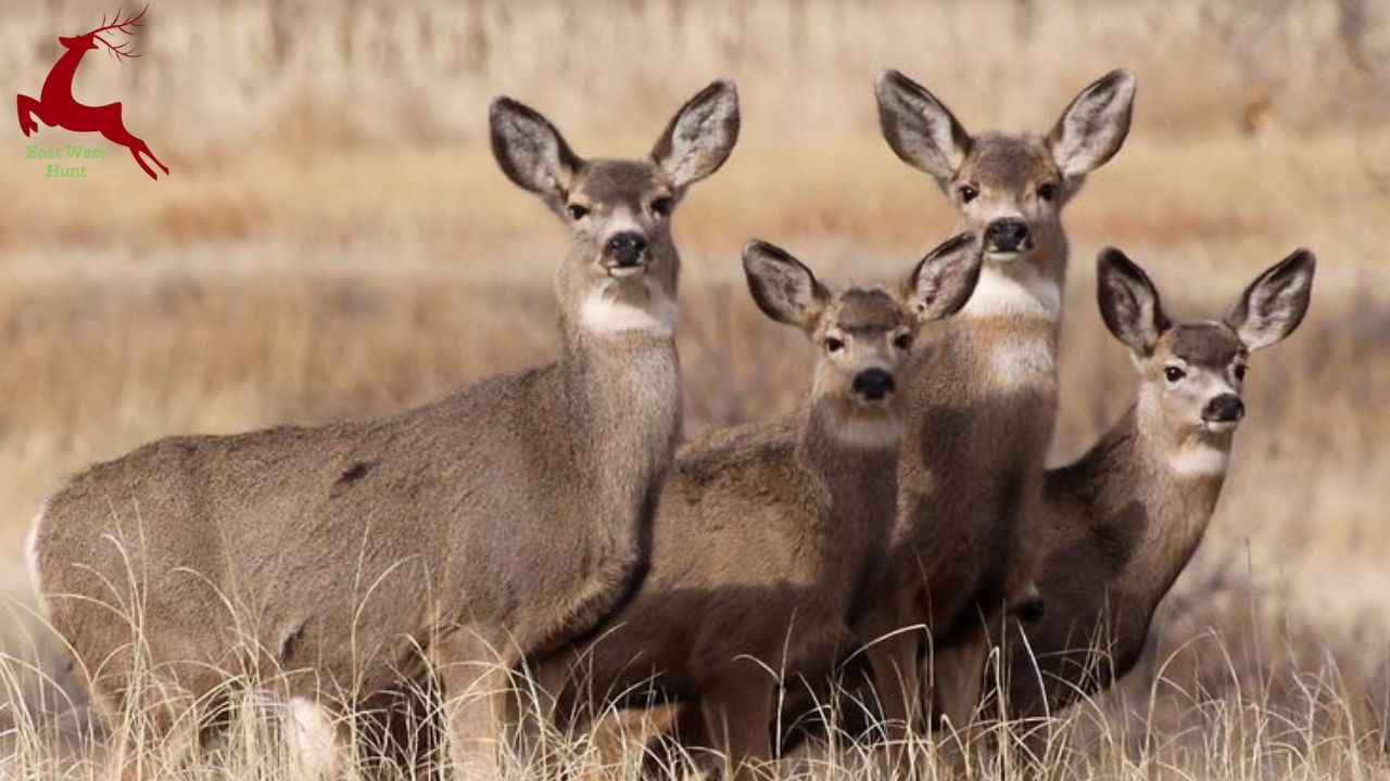 mule deer