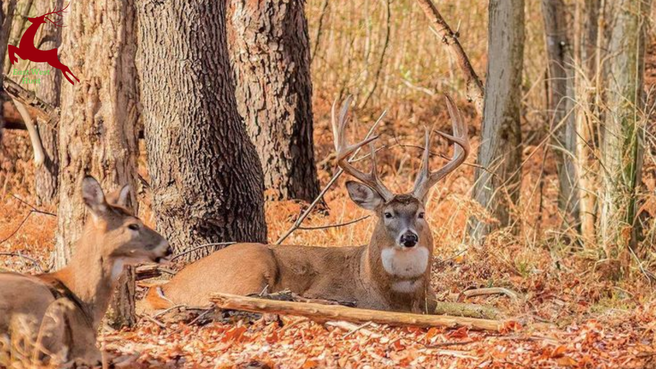 Adirondack Big Woods Deer Hunting