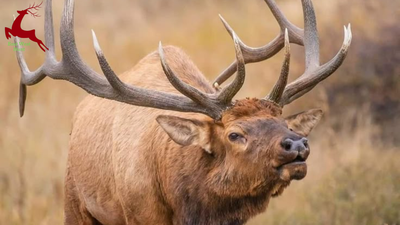 Elk Hunting with Garrett Burback