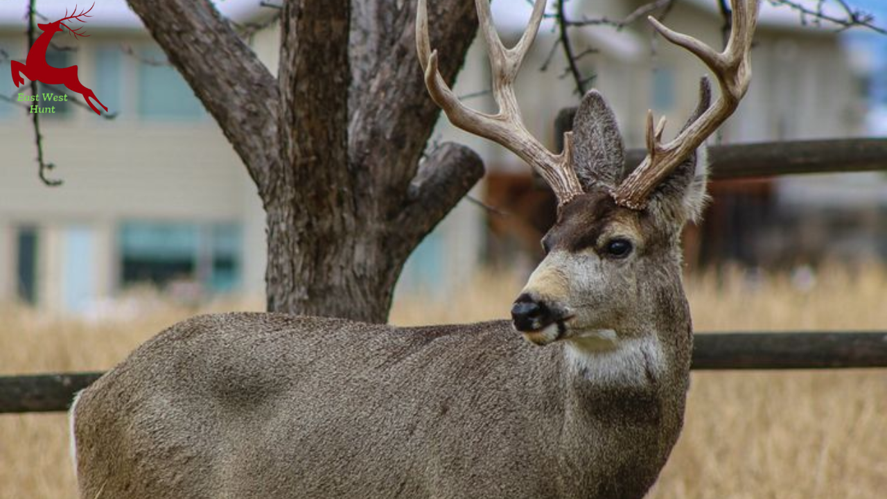 mule deer