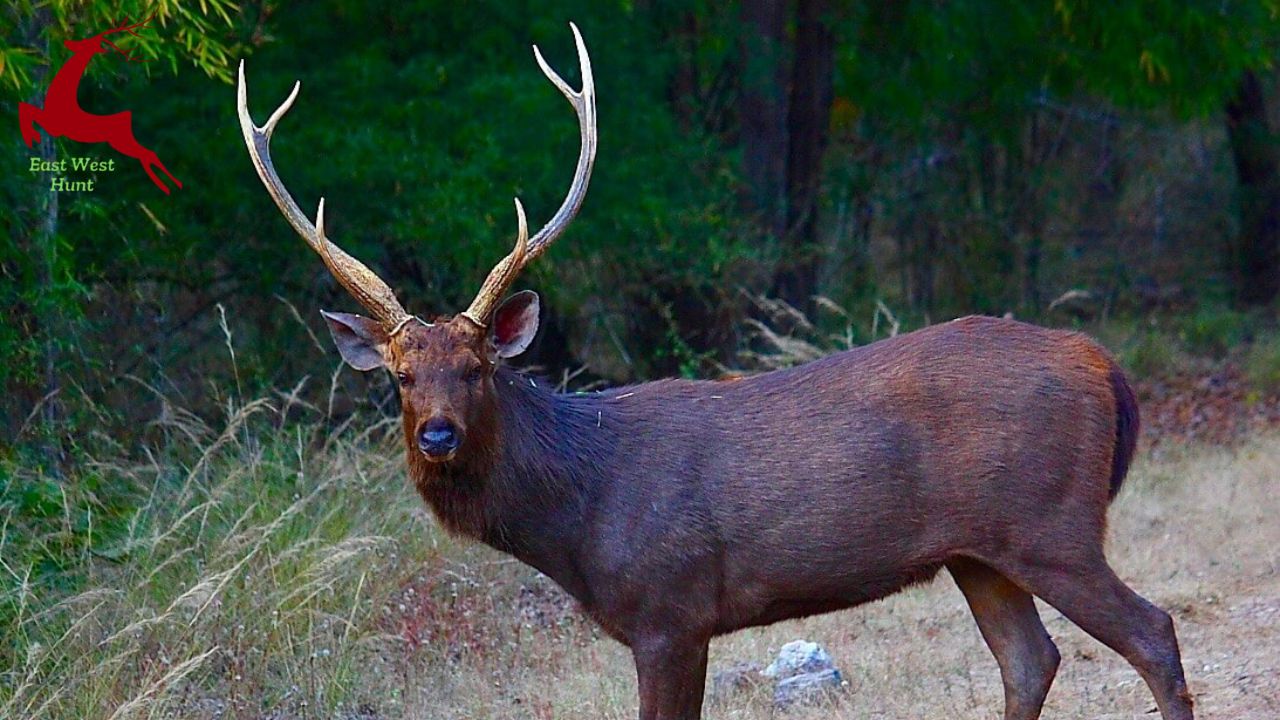 St. Vincent Island Sambar Hunt