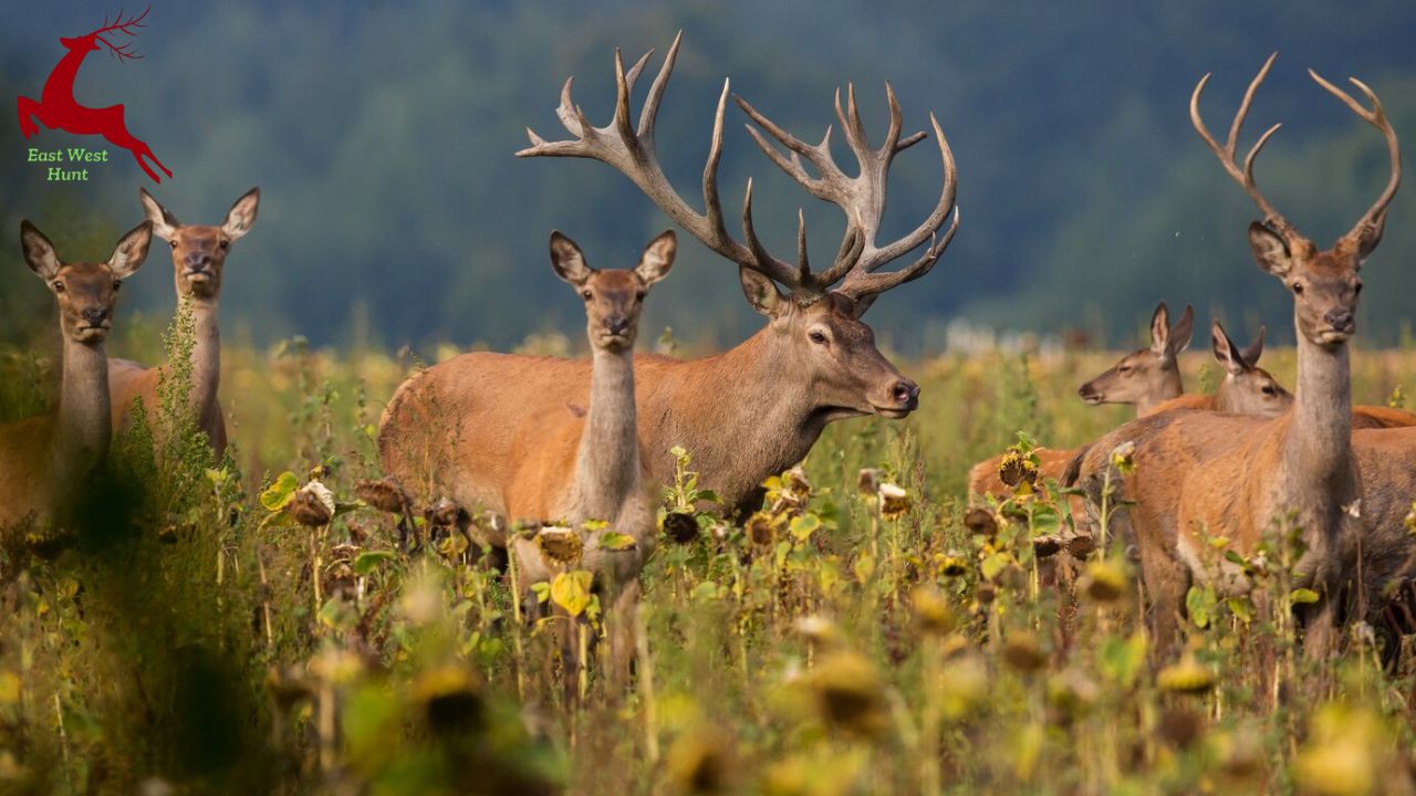 Deer Hunting Season Illinois 2025: Dates, Trends, and Trophy Tips You Can’t Miss!