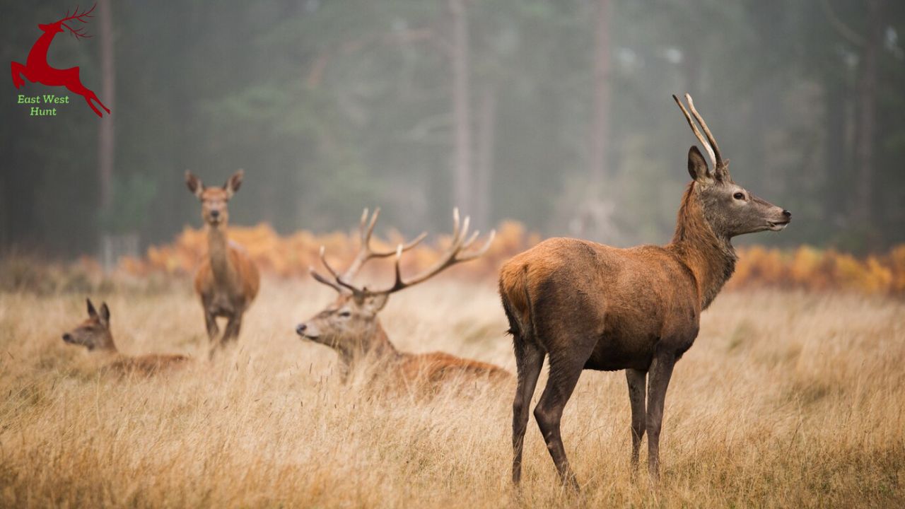 Red Deer Hunting Texas: 2025 Ultimate Guide to Trophy Stags, Top Ranches & Expert Tips!