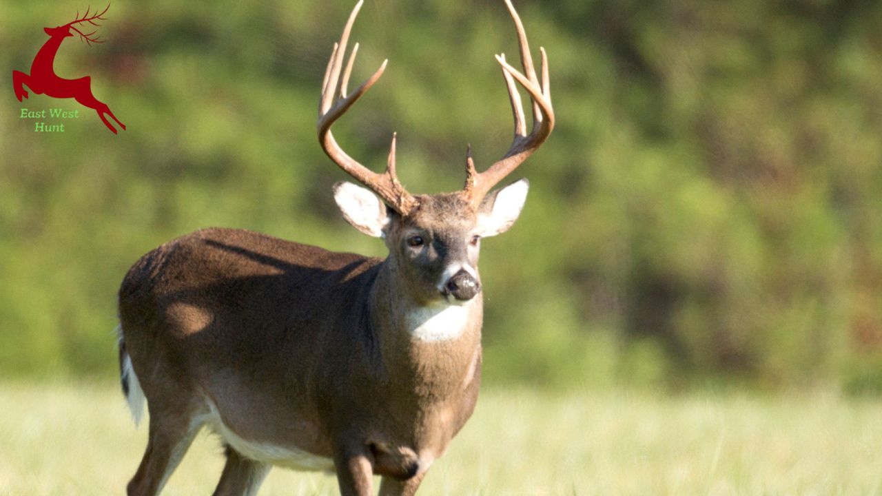 The Antler King, the Mule Deer