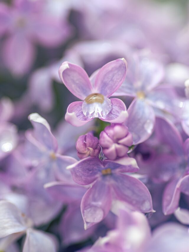 purple and white flower in tilt shift lens