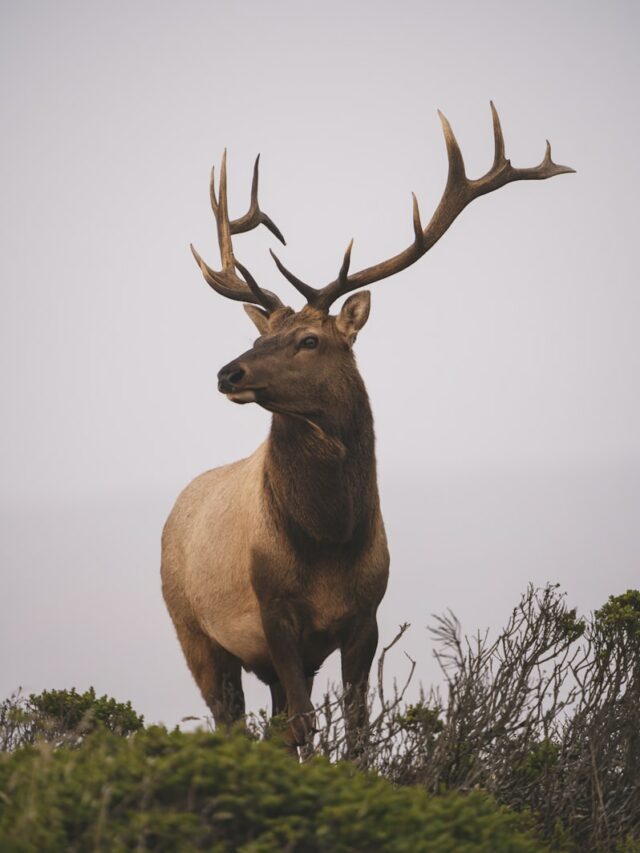 Chronic Wasting Disease kills more Ohio deer. Why that matters
