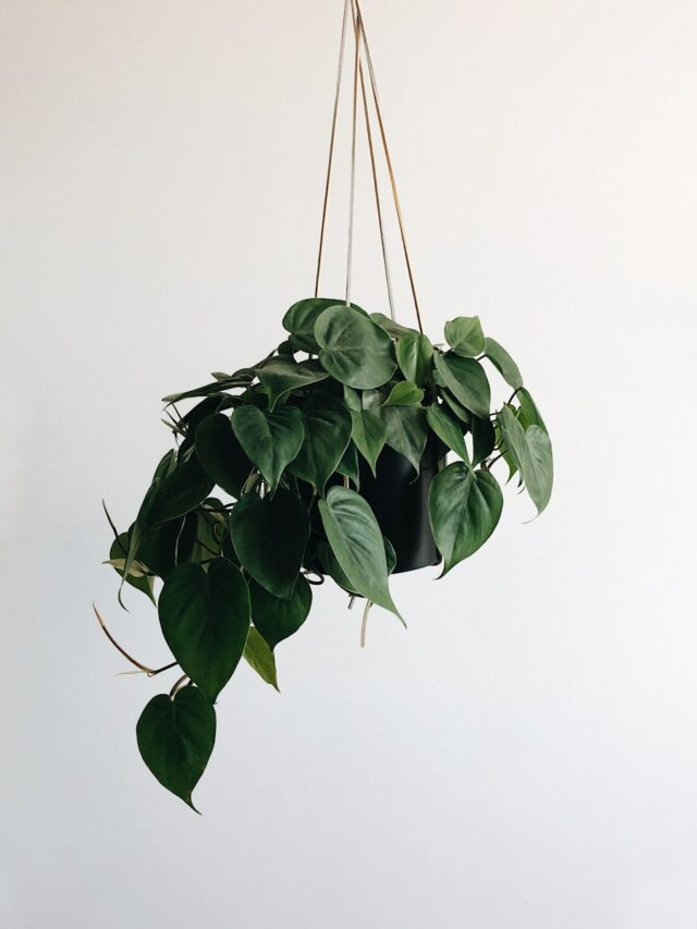 Common Watering Mistakes to Avoid for Pothos Plants