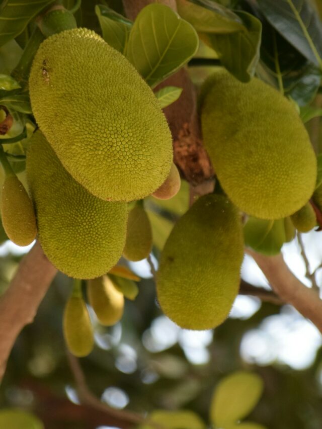 How to grow a jackfruit tree – for huge fruits