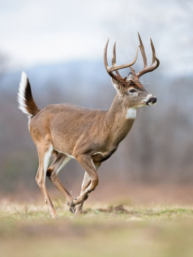 8 Things to Expect When You Encounter a Whitetail Deer