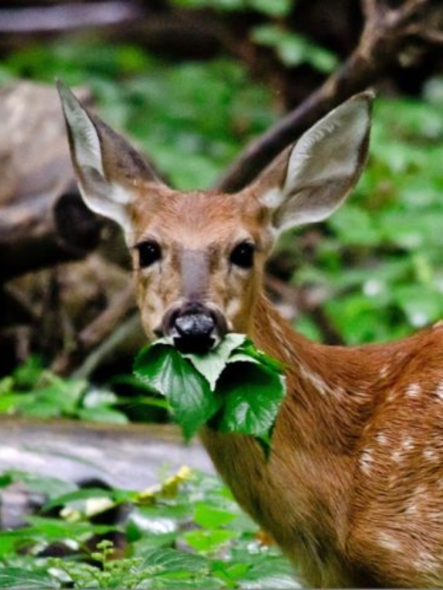 What Do Deer Eat?